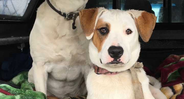 My Dog Alerts Me to My Bipolar ‘Cycling’